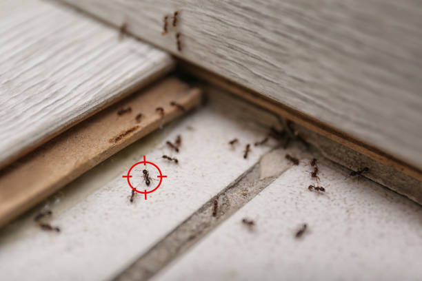 Best Bed Bug Extermination  in Plains, KS
